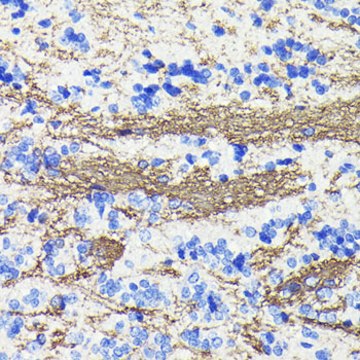 Anti-CNPase Antibody, clone 8O3B6, Rabbit Monoclonal