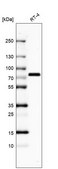 Anti-DDX3X antibody produced in rabbit Prestige Antibodies&#174; Powered by Atlas Antibodies, affinity isolated antibody