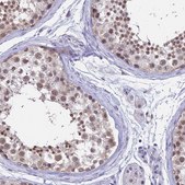 Anti-SRSF7 antibody produced in rabbit Prestige Antibodies&#174; Powered by Atlas Antibodies, affinity isolated antibody, buffered aqueous glycerol solution