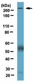 Anti-CELSR1 Antibody from rabbit, purified by affinity chromatography