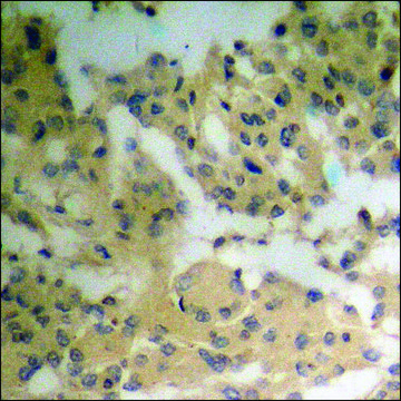 Anti-phospho-Vinculin (pTyr821) antibody produced in rabbit affinity isolated antibody