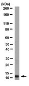 Anti-S100A9 Antibody, clone 6B4 clone 6B4, from mouse