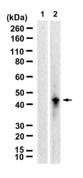 Anti-IL-12B Antibody, clone 1N3 ZooMAb&#174; Rabbit Monoclonal recombinant, expressed in HEK 293 cells