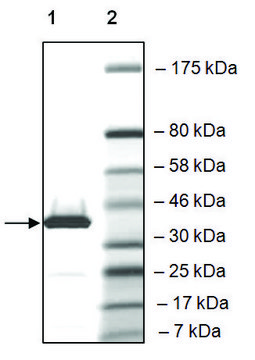 BRD2 (339-459) GST tag human recombinant, expressed in E. coli, &#8805;86% (SDS-PAGE)