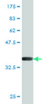 Monoclonal Anti-HOXC8 antibody produced in mouse clone 1H2, purified immunoglobulin, buffered aqueous solution