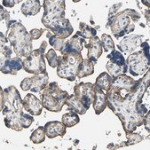 Anti-IRF3 antibody produced in rabbit Prestige Antibodies&#174; Powered by Atlas Antibodies, affinity isolated antibody, buffered aqueous glycerol solution
