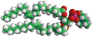 22:1 (Cis) PC 1,2-dierucoyl-sn-glycero-3-phosphocholine, chloroform