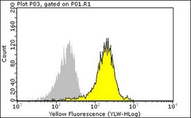 Anti-Bcl2 Antibody, clone 100 clone 100, Upstate&#174;, from mouse