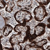 Monoclonal Anti-PDIA3 antibody produced in mouse Prestige Antibodies&#174; Powered by Atlas Antibodies, clone CL2452, purified immunoglobulin, buffered aqueous glycerol solution