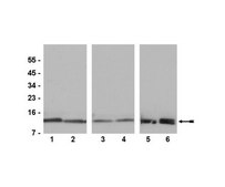 Anti-Histone H4 Antibody, pan, clone 62-141-13, rabbit monoclonal clone 62-141-13, Upstate&#174;, from rabbit