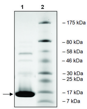 BRD3 (29-145) His tag human recombinant, expressed in E. coli, &#8805;88% (SDS-PAGE)