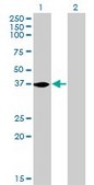 Monoclonal Anti-NMI antibody produced in mouse clone 9D8, purified immunoglobulin, buffered aqueous solution
