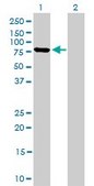 Monoclonal Anti-MFN2 antibody produced in mouse clone 4H8, purified immunoglobulin, buffered aqueous solution
