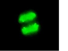 Anti-phospho-Histone H3 (Ser10) Antibody, clone MC463, rabbit monoclonal culture supernatant, clone MC463, Upstate&#174;