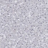 Anti-CETN1 antibody produced in rabbit Prestige Antibodies&#174; Powered by Atlas Antibodies, affinity isolated antibody, buffered aqueous glycerol solution