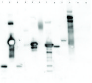 Lectin from Triticum vulgaris (wheat) peroxidase conjugate, lyophilized powder