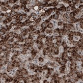 Monoclonal Anti-ACAA1 antibody produced in mouse Prestige Antibodies&#174; Powered by Atlas Antibodies, clone CL2662, purified immunoglobulin, buffered aqueous glycerol solution