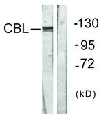 Anti-CBL antibody produced in rabbit affinity isolated antibody