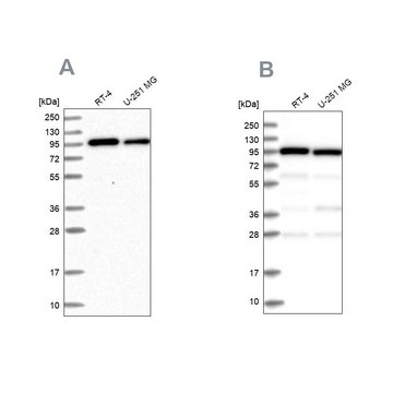 Anti-COPG1 antibody produced in rabbit Prestige Antibodies® Powered by Atlas Antibodies, affinity isolated antibody, buffered aqueous glycerol solution