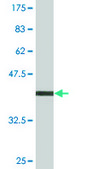 Monoclonal Anti-PKN1 antibody produced in mouse clone 1A4, purified immunoglobulin, buffered aqueous solution