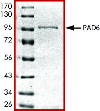 PAD6, GST tagged human recombinant, expressed in baculovirus infected Sf9 cells, &#8805;70% (SDS-PAGE), buffered aqueous glycerol solution