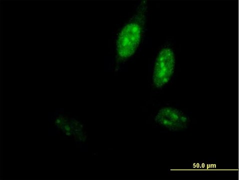 Anti-POLE3 antibody produced in mouse purified immunoglobulin, buffered aqueous solution