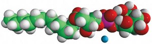13:0 Lyso PI 1-tridecanoyl-2-hydroxy-sn-glycero-3-phospho-(1&#8242;-myo-inositol) (ammonium salt), powder