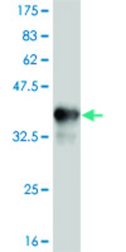 ANTI-TLR9 antibody produced in mouse clone 2C3, purified immunoglobulin, buffered aqueous solution