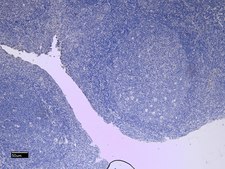 Anti-ITGAM antibody produced in goat affinity isolated antibody, buffered aqueous solution