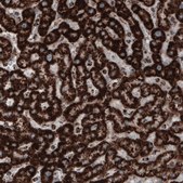 Monoclonal Anti-COX4I1 antibody produced in mouse Prestige Antibodies&#174; Powered by Atlas Antibodies, clone CL3497, purified immunoglobulin, buffered aqueous glycerol solution