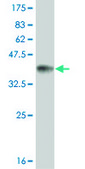 ANTI-TLR9 antibody produced in mouse clone 1E4, purified immunoglobulin, buffered aqueous solution