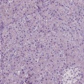 Monoclonal Anti-PLA2R1 antibody produced in mouse Prestige Antibodies&#174; Powered by Atlas Antibodies, clone CL0485, purified immunoglobulin, buffered aqueous glycerol solution
