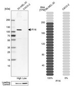 Anti-IFI16 antibody produced in rabbit Prestige Antibodies&#174; Powered by Atlas Antibodies, affinity isolated antibody, buffered aqueous glycerol solution