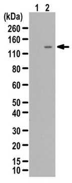 Anti-phospho eNOS Antibody (Ser1177) from rabbit, purified by affinity chromatography