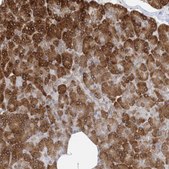 Anti-WWP1 antibody produced in rabbit Prestige Antibodies&#174; Powered by Atlas Antibodies, affinity isolated antibody, buffered aqueous glycerol solution