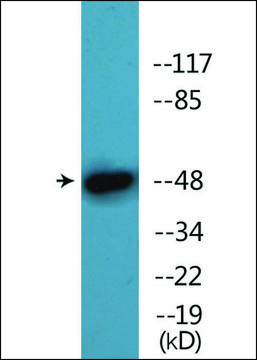 Anti-phospho-AML1 (pSer435) antibody produced in rabbit affinity isolated antibody