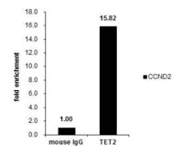 Monoclonal Anti-TET2 antibody produced in mouse clone GT649, affinity isolated antibody