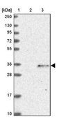 Anti-GNB4 antibody produced in rabbit Prestige Antibodies&#174; Powered by Atlas Antibodies, affinity isolated antibody, buffered aqueous glycerol solution