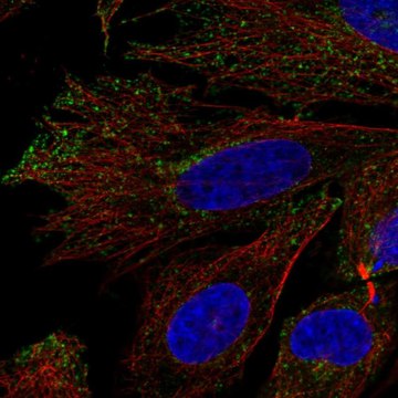 Anti-Kcna7 Antibody Produced In Rabbit Prestige Antibodies&#174; Powered by Atlas Antibodies, affinity isolated antibody, buffered aqueous glycerol solution