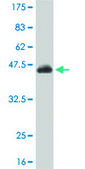 Monoclonal Anti-TYK2 antibody produced in mouse clone 6H1, purified immunoglobulin, buffered aqueous solution
