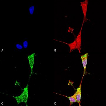 Monoclonal Anti-Notch1 - Hrp antibody produced in mouse clone S253-32, purified immunoglobulin
