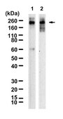 Anti-Tenascin Antibody, clone 1G4 ZooMAb&#174; Rabbit Monoclonal recombinant, expressed in HEK 293 cells