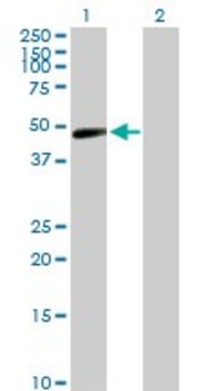 Anti-TARBP2 antibody produced in rabbit purified immunoglobulin, buffered aqueous solution
