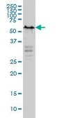 ANTI-YY1 antibody produced in mouse clone 4D2, purified immunoglobulin, buffered aqueous solution