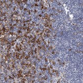 Anti-FCER1G antibody produced in rabbit Prestige Antibodies&#174; Powered by Atlas Antibodies, affinity isolated antibody, buffered aqueous glycerol solution