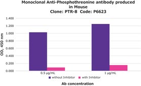 Anti-Phosphothreonine antibody, Mouse monoclonal clone PTR-8, purified from hybridoma cell culture
