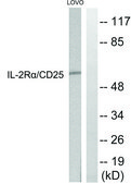 Anti-IL-2R &#945; antibody produced in rabbit affinity isolated antibody