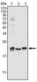 Anti-SOD1 Antibody, clone 6F5 ascites fluid, clone 6F5, from mouse