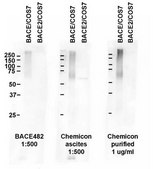 Anti-BACE Antibody, CT, clone 61-3E7 clone 61-3E7, Chemicon&#174;, from mouse