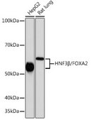 Anti-HNF3&#946;/FOXA2 Antibody, clone 9O4M2, Rabbit Monoclonal